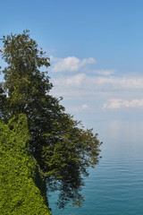 view of the tree and the sea