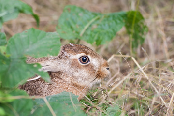 Feldhase (Lepus europaeus)