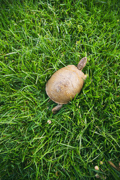 Turtle: