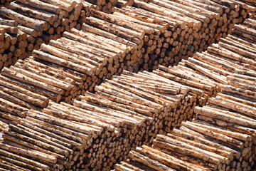 Log Piles For Export