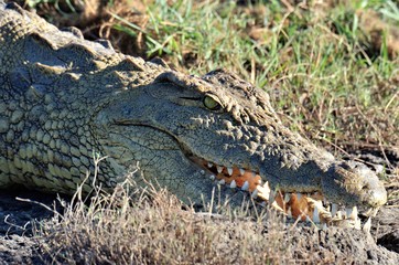 Crocodile cooling