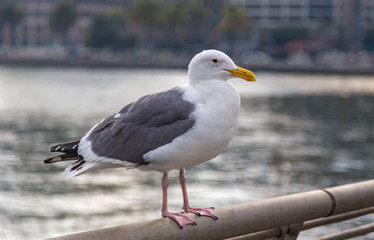 Fototapeta premium Herring Gull side view perched on a railing