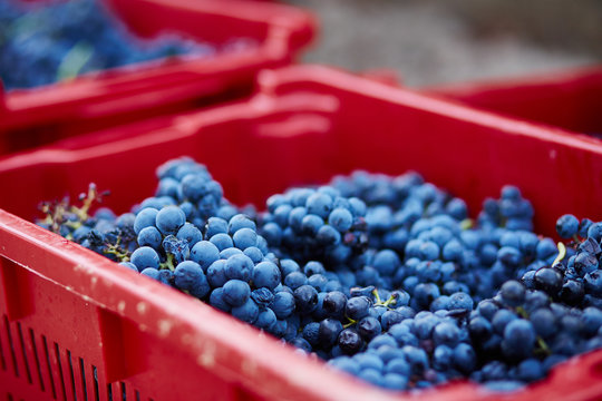 Grapes in a box