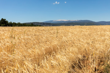 Cornfield and lavender fields near Sault and Mont Ventoux in the background. Provence, France