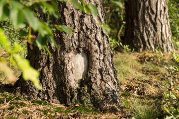 Liebeserklärung der Natur