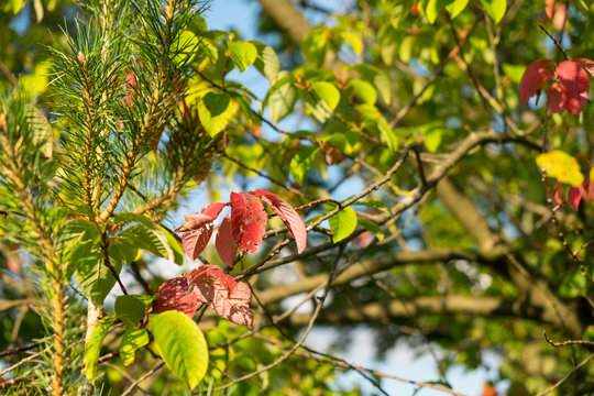 Boten des Herbstes