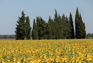 Sunflowers field near Arles  in Provence, France