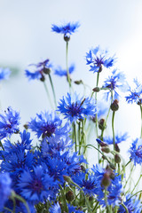 Blue flowers of cornflowers