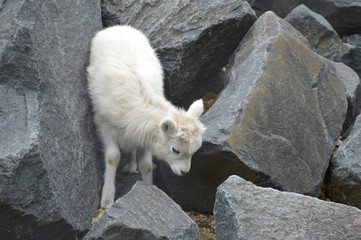 Dall Sheep