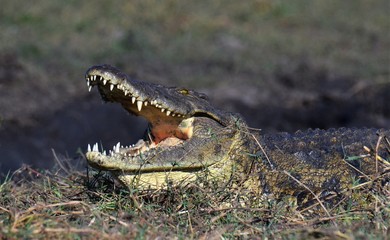 Crocodile Teeth