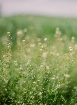 Tiny white wildflowers in a soft green field