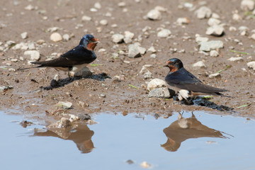 Rauchschwalben (Hirundo rustica) an Lehmpfütze