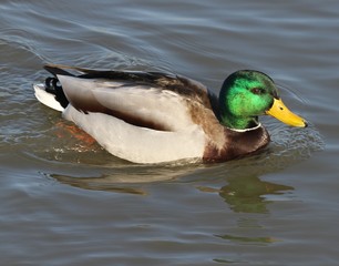 Obraz premium Solo Mallard