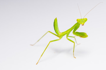 The praying mantis in various gestures.