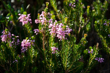 Mallorca, Urlaub, Balearen, Spanien, Sonne, Meer, Mittelmeer, Strand, Erholung