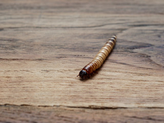 A super or giant worm over dark wooden surface used as background in exotic pet food, insect, Halloween, celebration, decoration, scary, creepy, and haunting concepts