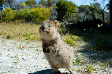 Quokka - Rottnest Island - Australia © Adwo