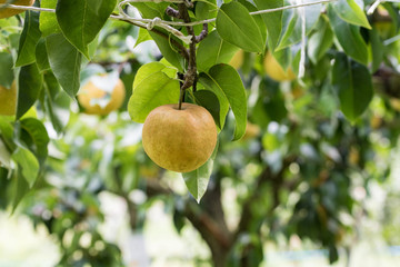 樹上の梨の実