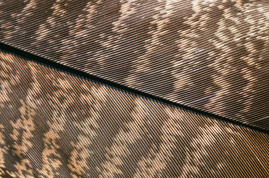 close up of a bird feather - Powered by Adobe