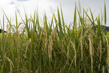 Fototapeta premium Grains of rice on rice plants in rice paddies