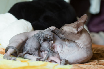 gray sphinx cat with kittens