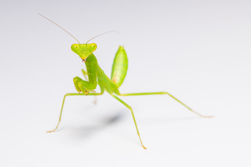 The praying mantis in various gestures.