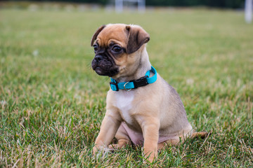 Fototapeta premium puppy sitting tall