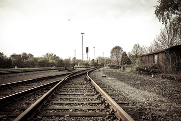Railroad tracks with bird