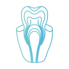 Obraz premium tooth with nerve and root view in degraded green to blue color contour