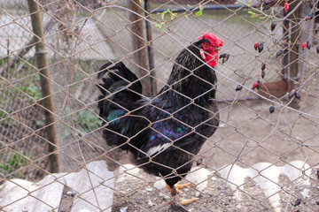 A portrait of chicken at the rural farm