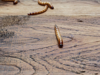 A super or giant worm with others in the background over dark wooden surface used as background in exotic pet food, insect, Halloween, celebration, decoration, scary, creepy, and haunting concepts