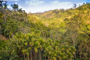 wild jungle in Sri Lanka, top view