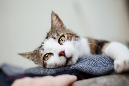 Woman's hand cuddling a beautiful adult cat