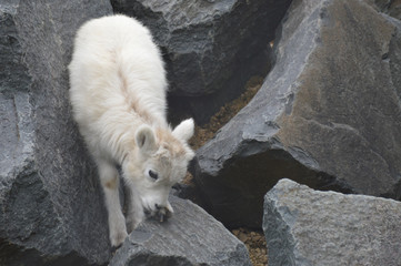 Dall Sheep