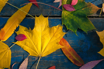 Сolorful autumn leaves on blue scuffed boards. Maple leaves on a blue background as an autumn concept. Sun rays on autumn leaves.