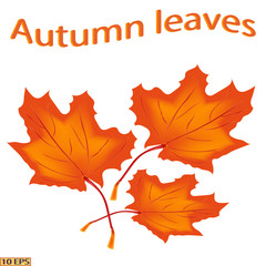 Beautiful leaves - a symbol of autumn. Yellow and red autumn leaves maple leaves. Autumn leaf isolated on white background. Vector illustration.