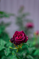 dark red rose with dew drops
