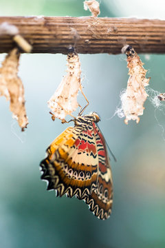 Malachite Butterfly (lat. Siproeta stelenes)
