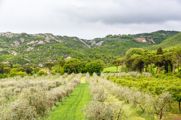 Fototapeta na wymiar Olive cultivation in a valley