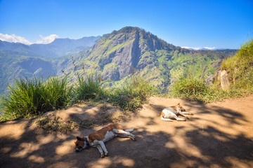 mountain in Sri Lanka, view of Ella Rock