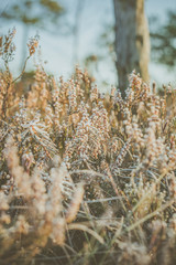 Stunning sunrise in swamp at Ķemeri national park, Latvia. Sunlight shines over the frosty marsh. Wooden trail leading to the watch tower surrounded by swamp pounds and junipers.
