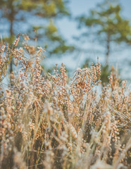 Stunning sunrise in swamp at Ķemeri national park, Latvia. Sunlight shines over the frosty marsh. Wooden trail leading to the watch tower surrounded by swamp pounds and junipers.