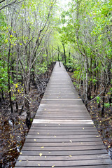 Wood floor with Bridge in the forest in mangrove forest.