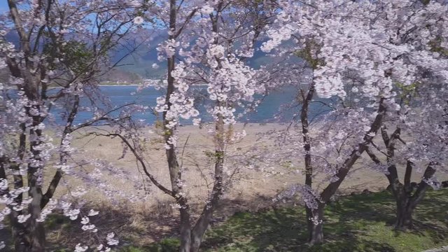 Fuji Sakura Cherry Blossom Park, Aerial 4k Closeup, Japan