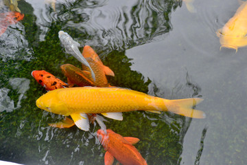 Fish Crap  are orange and gold. Colorful fancy crap fish are swimming in the pond that water wave. Top view. Zoom in