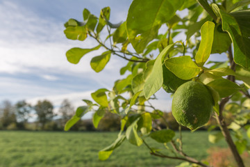 Zitronenbaum mit Limetten und Naturhintergrund 