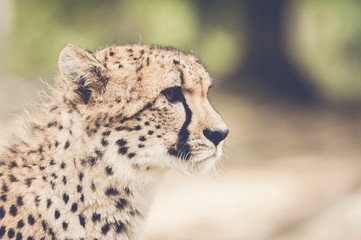 Fototapeta premium Portrait de guépard