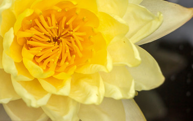 Lotus closeup background texture