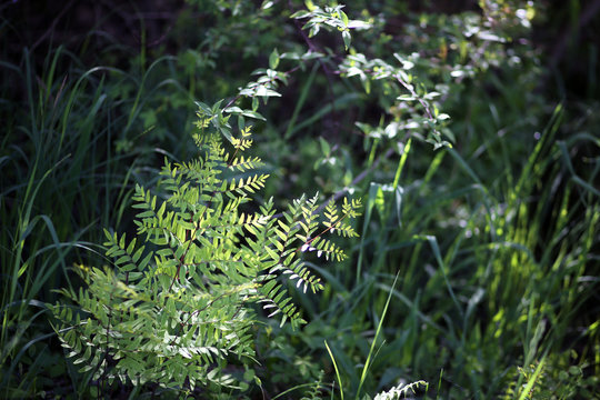 Royal Ferns Growing In A Wooded Area