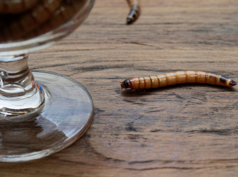 A super worm and group of super worms inside small brandy glass over dark wooden surface used as background in exotic pet food, insect, Halloween, celebration, decoration, scary, and haunting concepts